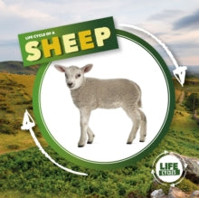 Life Cycle of A...  Life Cycle of a Sheep - Kirsty Holmes; Lydia Williams (Hardback) 01-04-2021 