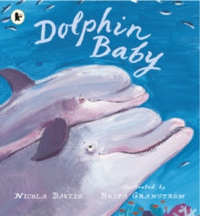 Dolphin Baby - Nicola Davies; Brita Granstrom (Paperback) 03-08-2017 