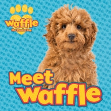 Waffle the Wonder Dog  Meet Waffle! - Scholastic (Paperback) 05-09-2019 