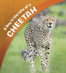 A Day in the Life  A Day in the Life of a Cheetah - Lisa J. Amstutz (Paperback) 06-02-2020 