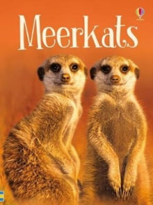 Beginners  Meerkats - James Maclaine; Jeremy Norton (Hardback) 28-12-2017 