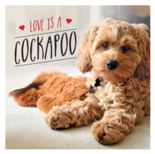 Love is a Cockapoo: A Dog-Tastic Celebration of the World's Cutest Breed - Charlie Ellis (Hardback) 23-08-2021 