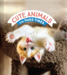 Cute Animals for Hard Times - Chronicle Books (Hardback) 15-09-2020 