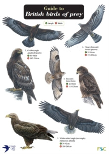 Guide to British Birds of Prey - Simon Norman; Hawk and Owl Trust (Fold-out book or chart) 08-04-2011 
